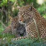 Budget Tanzania Safari1