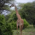 Budget Tanzania Safari2