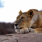 Budget Tanzania Safari3