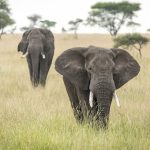 Budget Tanzania Safari4