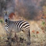 Budget Tanzania Safari9