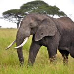 MID-RANGE TANZANIA SAFARI2