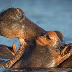 MID-RANGE TANZANIA SAFARI3