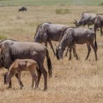 MID-RANGE TANZANIA SAFARI4