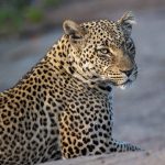 Northern Tanzania Safari2