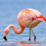 Northern Tanzania Safari3