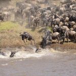 Serengeti Wildebeest Migration1