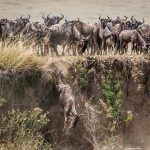 Serengeti Wildebeest Migration2