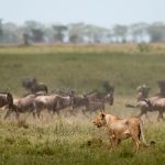 Serengeti Wildebeest Migration5