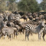 Tanzania Classic Safari1