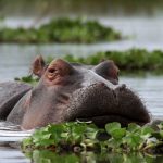 Tanzania Classic Safari2