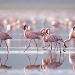 Tanzania Classic Safari3