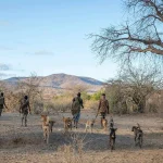 Tanzania Classic Safari4