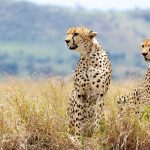 Tanzania Family Safari2