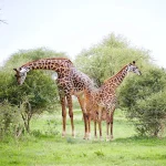 Tanzania Family Safari3