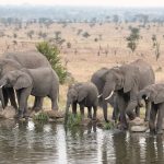 Tarangire park master1