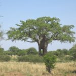 Tarangire park master2