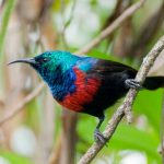 Tarangire park master3