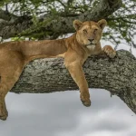 lake manyara master1