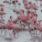 lake manyara master3