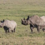ngorongoro conservation master1