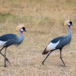 ngorongoro conservation master3