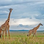 serengeti-np-safari-tanzania