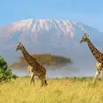kilimanjaro master