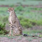 master ngorongoro 1