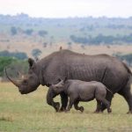 master ngorongoro 2