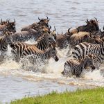 serengeti master