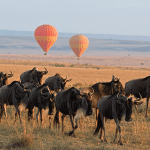 serengeti master safari