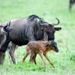 Master migration dec march 3