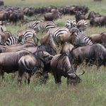 Master migration dec march 4