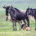 luxury migration and zanzibar