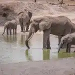 master Northern Tanzania Safari