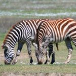 master Northern Tanzania Safari3