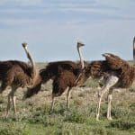 master Northern Tanzania Safari4