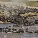 master migration Great 1