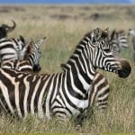 master migration Great 2