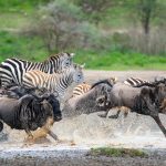 master migration Great 3