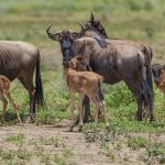 master migration Great 4