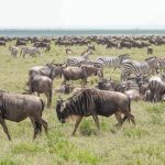 master migration Great 6