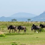 master migration green 1