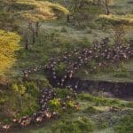 master migration green 2