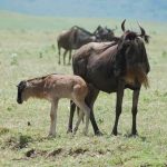 master migration green 3