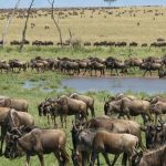 master migration green 4