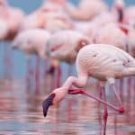 master spectacular 2