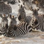 master spectacular 4